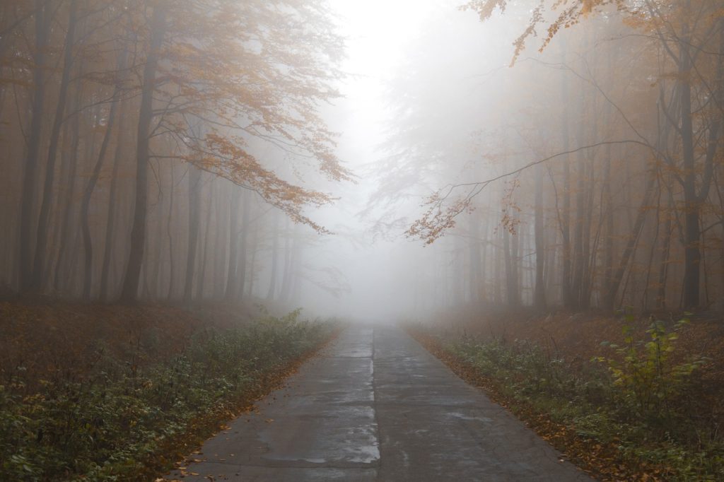 autumn, forest, mist