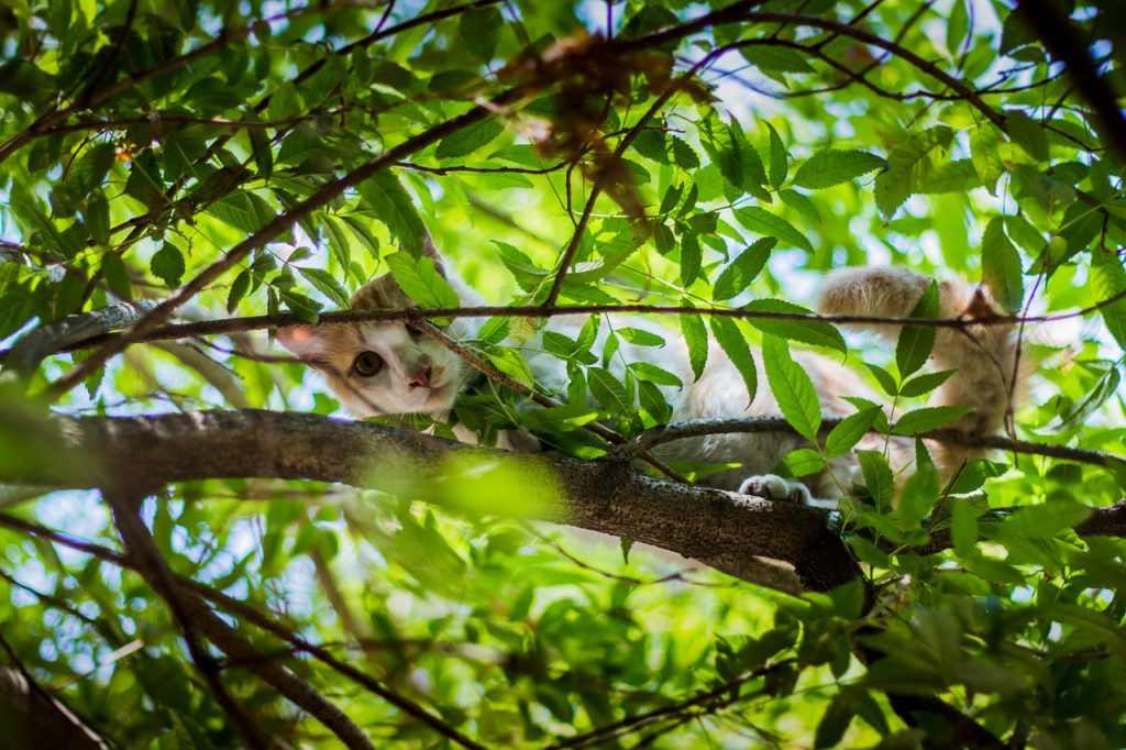 cat, stray, animal