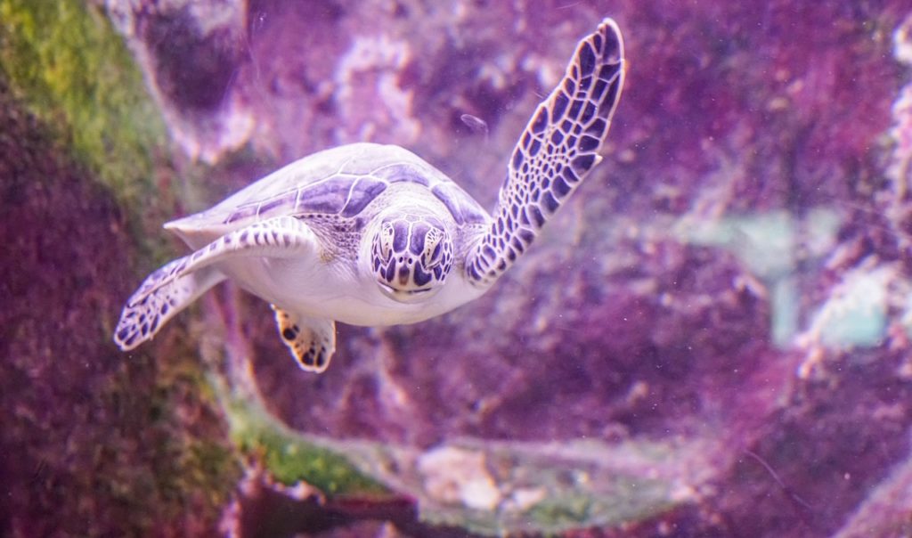 sea turtle, swimming, underwater-1229714.jpg